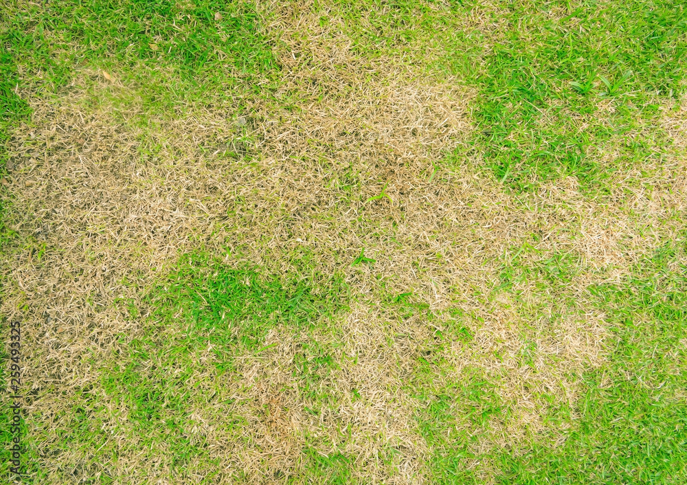 Grass texture, grass background. patchy grass, lawn in bad condition and need maintaining, Pests and disease cause amount of damage to green lawns, lawn in bad condition and need maintaining.