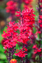 Summer Flower Garden With Red Sage Flowers