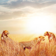 Wall Mural - group of cheetahs in the african savannah. against beautiful sky. tanzania, serengeti national park.