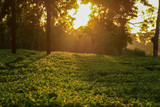 Fototapeta Kwiaty - Sunset over Tea Garden