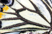 Close Up Macro Of A Butterfly Wing 