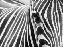 Eye Of Zebra Closeup