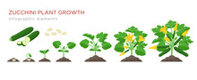 Zucchini Plant Growth From Seed, Sprout, Flowering And Mature Plant With Ripe Fruits. Growing Stages Of Squash Vector Illustration In Flat Design. Infographic Elements Isolated On White Background.