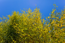 Green Bamboo And Blue Sky
