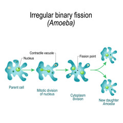 Amoeba. Irregular binary fission