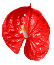Beautiful Red Calla On  Isolated Background