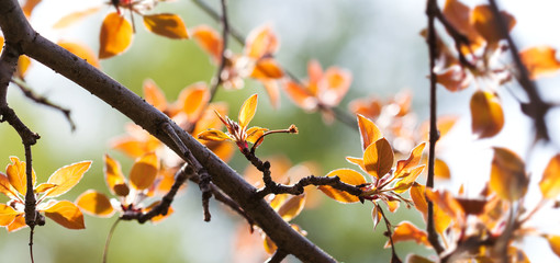 Wall Mural - Bright springtime nature poster. Fresh red leaves apple tree branch spring landscape. Selective focus, beautiful bokeh.