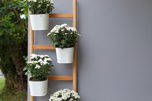 White Flower In Pot Plant Hanging Wooden Jack Ladder Decoration On Gray Wall