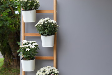 Wall Mural - white flower in pot plant hanging wooden jack ladder decoration on gray wall