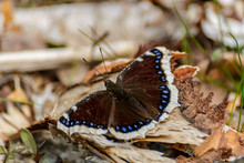 Close Up Of A Mourning Cloak Butterfly