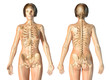 Woman skeletal system front and rear views.