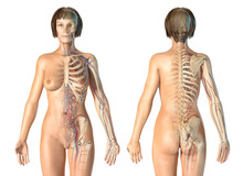 Woman Anatomy Cardiovascular System With Skeleton, Rear And Front Views.