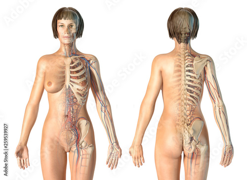 Fotografía Woman anatomy cardiovascular system with skeleton, rear and front views