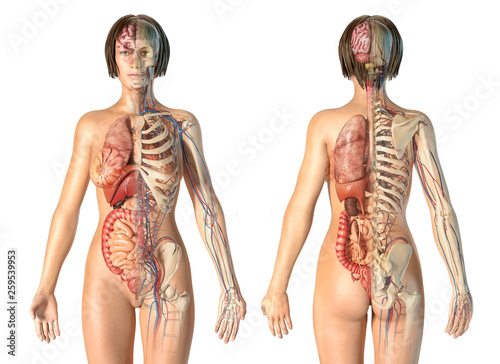 Fotografía Woman anatomy cardiovascular system with skeleton and internal organs