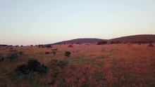 AERIAL: Flying Over Savanna With The Moon Rising, In South Africa