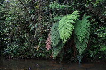 Wall Mural - Different colors of enormous ferns next to a river in tropical rainforest