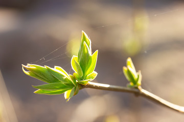 Wall Mural - Young leaves of lilac-tree