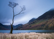 lone tree at buttermere