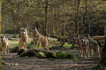 Canvas Print - meute de loups gris d'europe