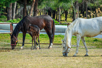 Mare with few weeks old foal on pasture close-up