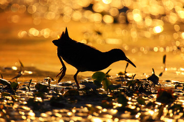 Wall Mural - The water rail (Rallus aquaticus) silhouette. Water rail in backlight in the setting sun in a shallow pond.