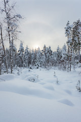 Wall Mural - Snowy winter forest and snow covered trees