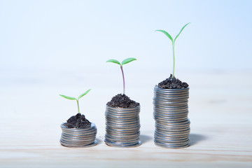 Idea money growing concept. Business success concept. Trees growing on pile of coins money 