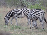 Fototapeta Sawanna - Kruger Nationalpark
