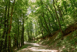 Fototapeta Las - Dirt road in dense green forest