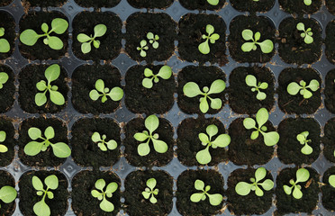 Wall Mural - Many seedlings growing in cultivation tray, top view