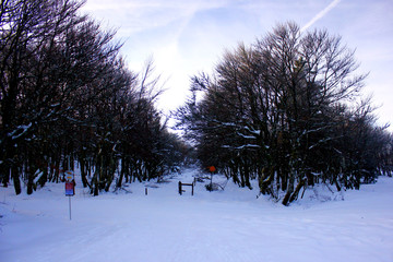 Wall Mural - le hohneck sous la neige en plein hiver dans les vosges