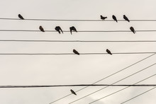 Group Of Small Birds On Electric Wires Just Like A Music Score, In Joaquina Beach, Florianopolis, Brazil.