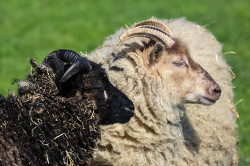 Canvas Print - sheep