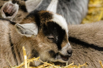 Canvas Print - goats