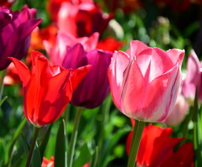 Wunderschöne bunte Tulpen