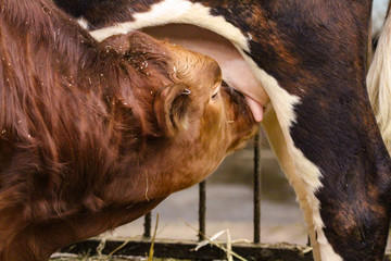 Wall Mural - cows