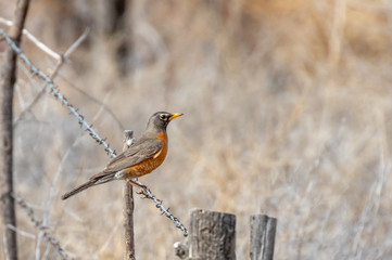 Wall Mural - American robin perched on barbed wire fence in dry grassy field in central New Mexico