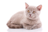 Fototapeta Koty - Scottish straight kitten. Kitty of coffee color. Isolated on a white background. kitten on photo studio