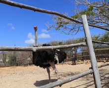 A Lone Male Ostrich (Struthio Camelus) Looks Out From His Pen At The Aruba Ostrich Farm, Paradera, Aruba.