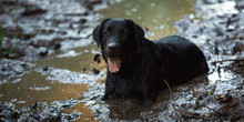Black Dog Bathing In A Puddle And Mud