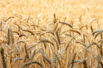 Field barley in period harvest on background