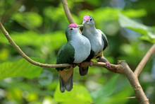 Couple Of Beautiful Fruit Doves On Tree Branch