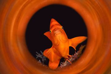 California garibaldi fish.