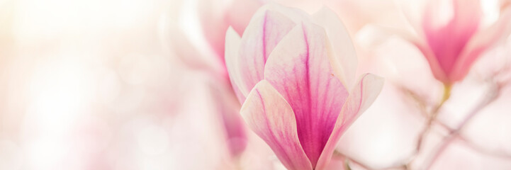 magnolia flowers background