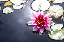 Pink Water Lily In Pond