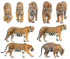 bengal tiger isolated on white background