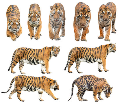 bengal tiger isolated on white background