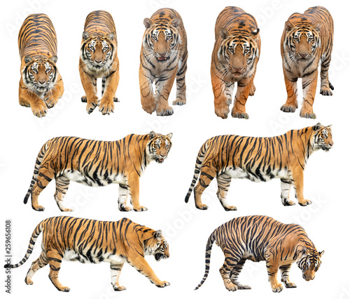 Cuadros en Lienzo bengal tiger isolated on white background