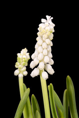 Wall Mural - White Muscari flowers isolated on black background, close up