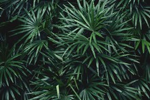 Tropical Leaf Texture Background, Dark Green Foliage Are Shaped Like Tiny Spikes 
